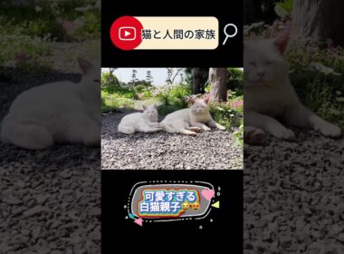 お庭に現れたソックリな親子猫 #shorts#保護子猫 #子ネコ #保護猫 #三毛猫家族 #兄弟猫 #三毛猫親子 #白猫 #子猫
