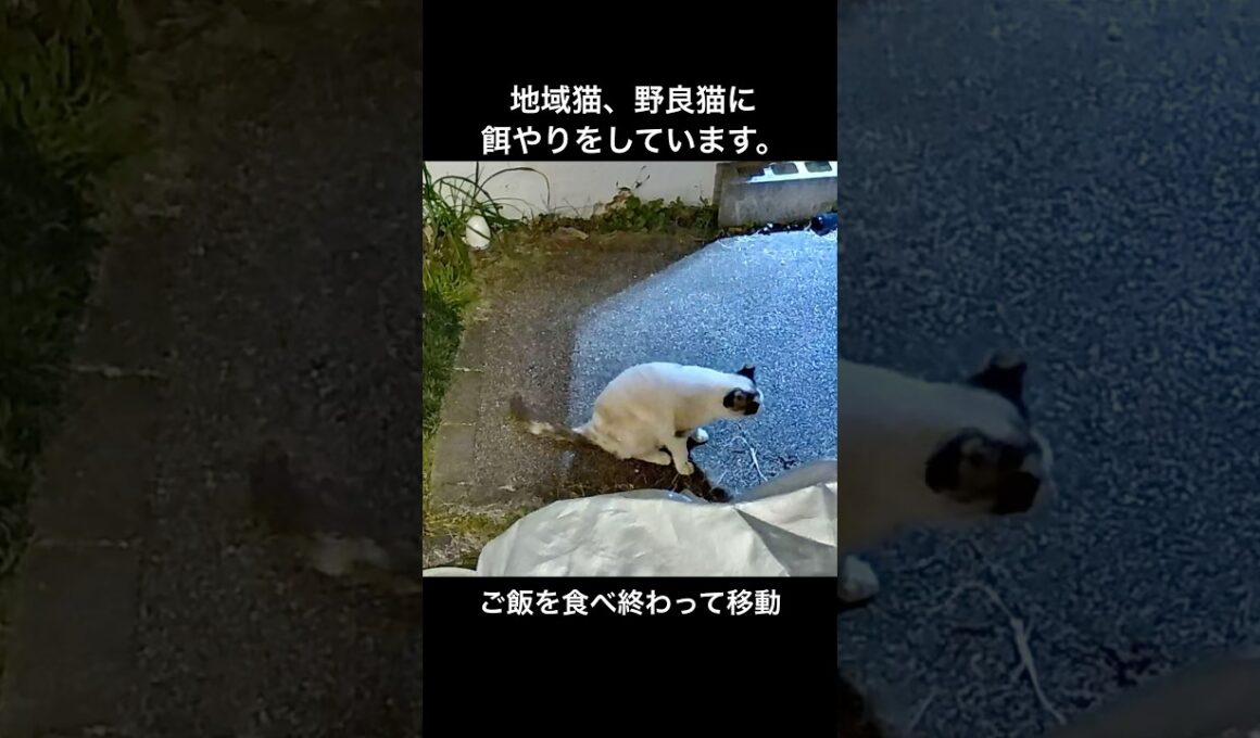 いつも来る、シャム母さんはご飯を食べ終わってマッタリタイム。 #ネコ #野良猫 #地域猫 #癒し