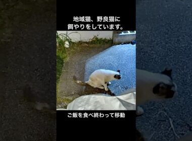いつも来る、シャム母さんはご飯を食べ終わってマッタリタイム。 #ネコ #野良猫 #地域猫 #癒し