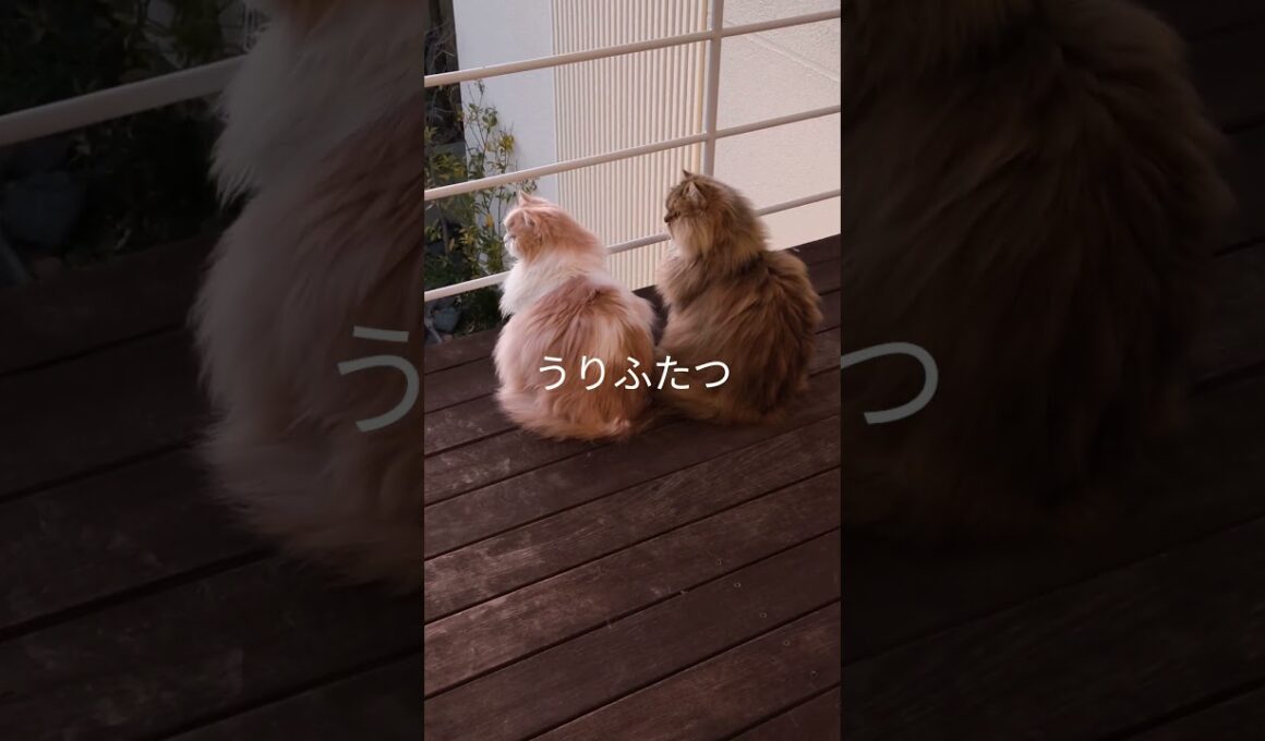 【猫のいる暮らし】#スコティッシュフォールド #cat #ペルシャ #もふもふ