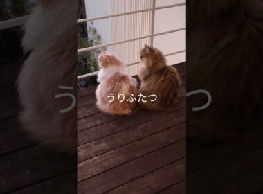 【猫のいる暮らし】#スコティッシュフォールド #cat #ペルシャ #もふもふ
