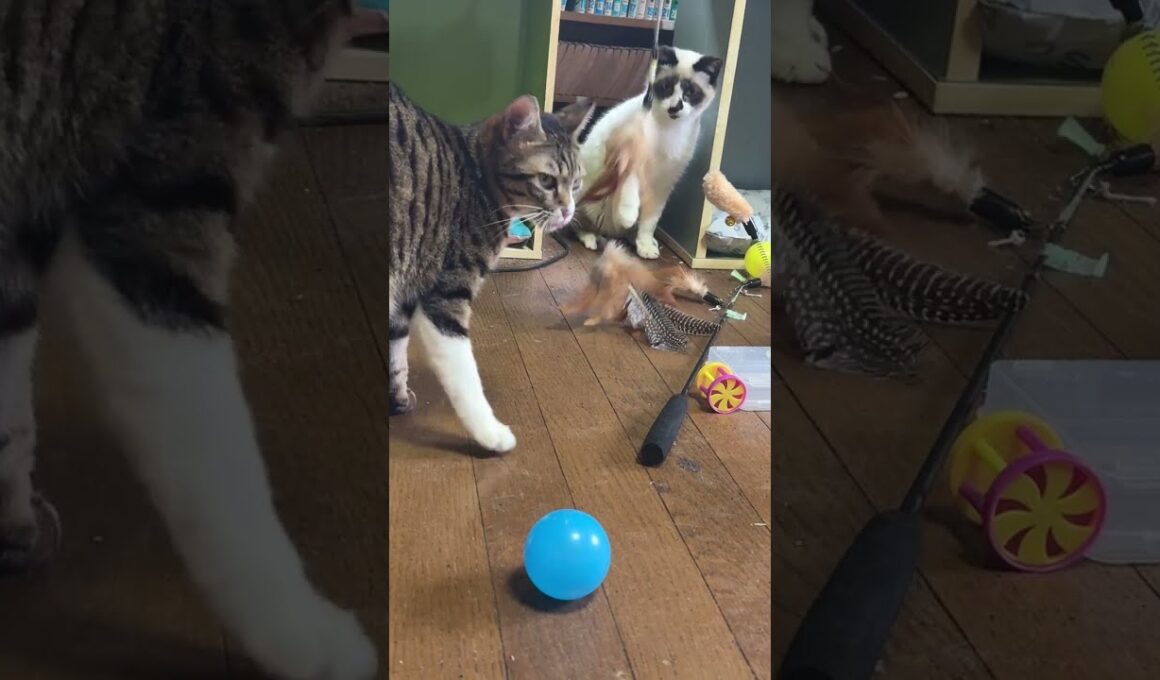 シャムの子ねこパンダくんに、ボールを投げて、スタート。ネコジャラシ改で遊ぼうよ