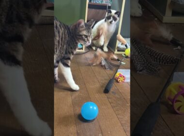 シャムの子ねこパンダくんに、ボールを投げて、スタート。ネコジャラシ改で遊ぼうよ