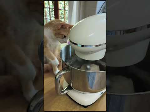 LaPerm Kitten Baking Skills #cat #baking #catstagram #silkenclaw #love #laperm
