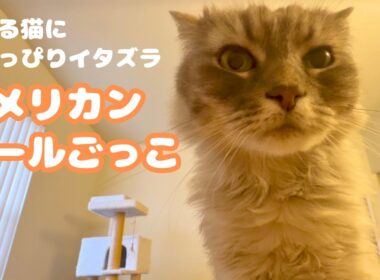 ひたすらふみふみする猫とアメリカンカールごっこ