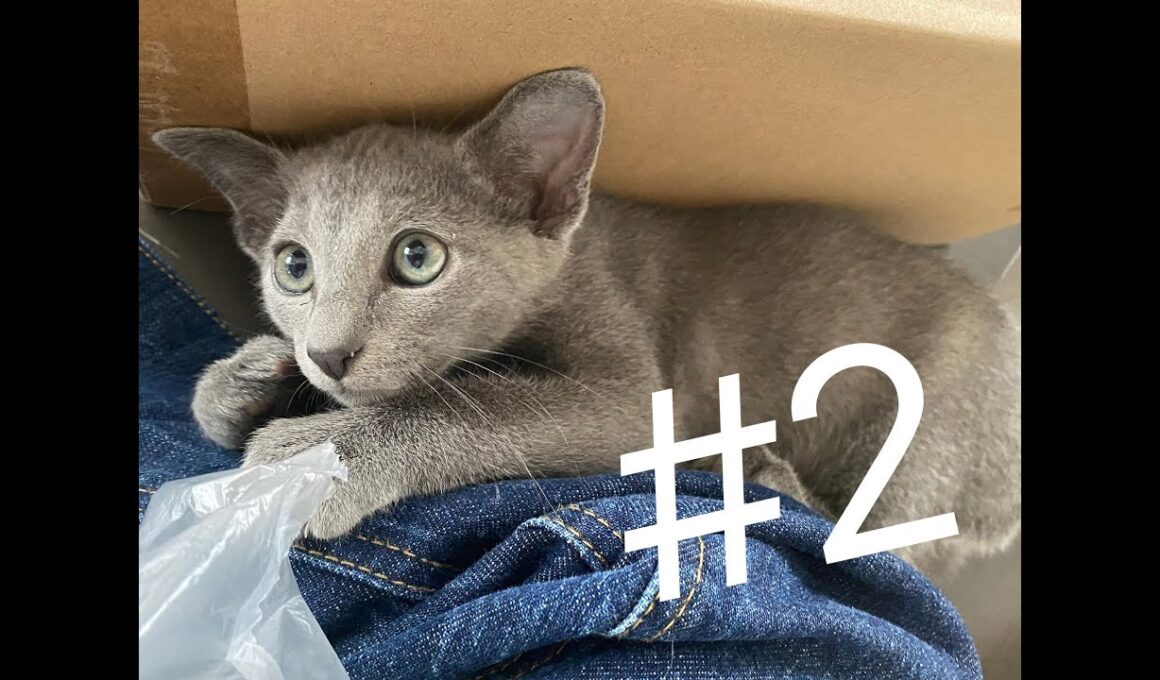 うちのロシアンブルー。名前は「なぎ」＃２