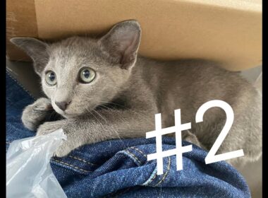 うちのロシアンブルー。名前は「なぎ」＃２