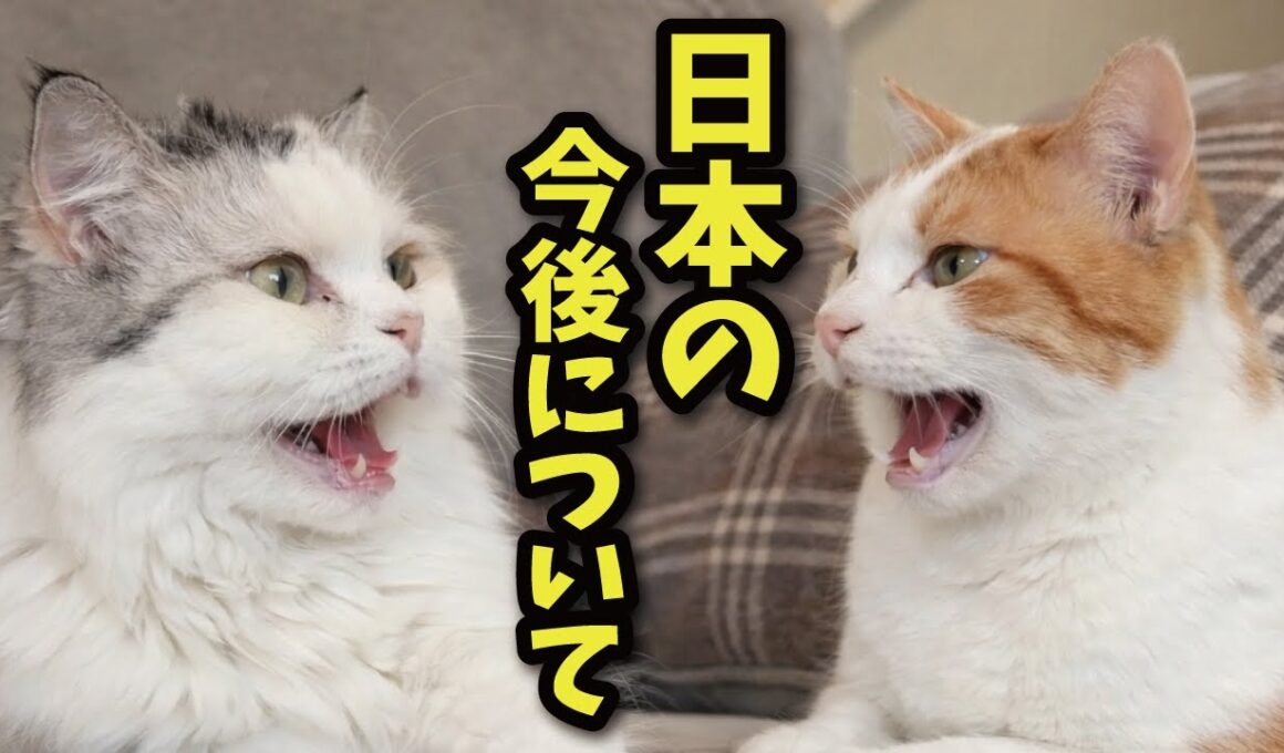 猫たちが戦争や日本の今後について真剣に話していました