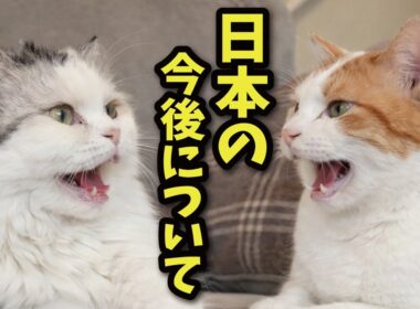 猫たちが戦争や日本の今後について真剣に話していました