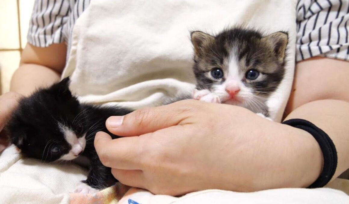 お腹いっぱいの赤ちゃん子猫が寝る前に大暴れする？【赤ちゃん猫　保護猫】