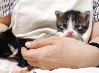 お腹いっぱいの赤ちゃん子猫が寝る前に大暴れする？【赤ちゃん猫　保護猫】