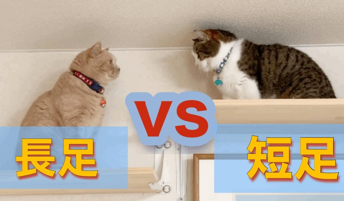 【激かわ❤️】ブリティッシュショートヘアvs短足マンチカン