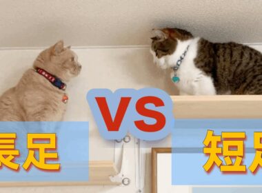 【激かわ❤️】ブリティッシュショートヘアvs短足マンチカン