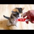 初めて子猫にちゅーるをあげてみた