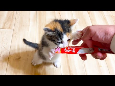 初めて子猫にちゅーるをあげてみた