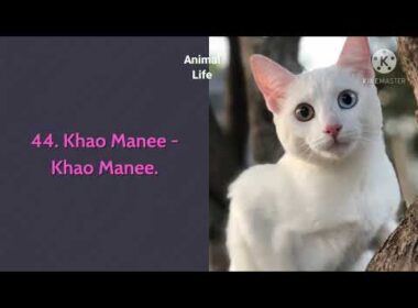 All Cat breeds from A to Z with Pictures Provide you Full Insight Into All 98 breeds in the World.