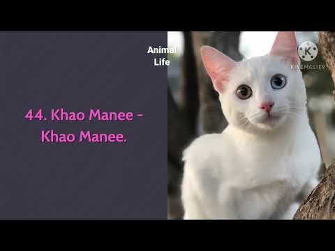 All Cat breeds from A to Z with Pictures Provide you Full Insight Into All 98 breeds in the World.