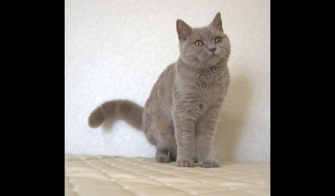 ブリティッシュショートヘアー子猫　British Shorthair　2025.4.4産まれ　ライラックタビー　女の子　シーダキャット猫のお店