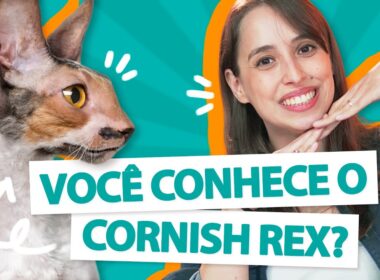 TUDO SOBRE CORNISH REX! - Guia da raça 😻