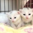 目が開いたら宇宙人っぽくなった子猫【白玉ちゃん日記#18】Kittens that look like aliens