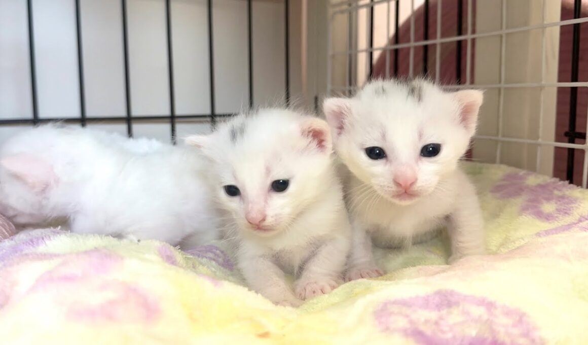 目が開いたら宇宙人っぽくなった子猫【白玉ちゃん日記#18】Kittens that look like aliens