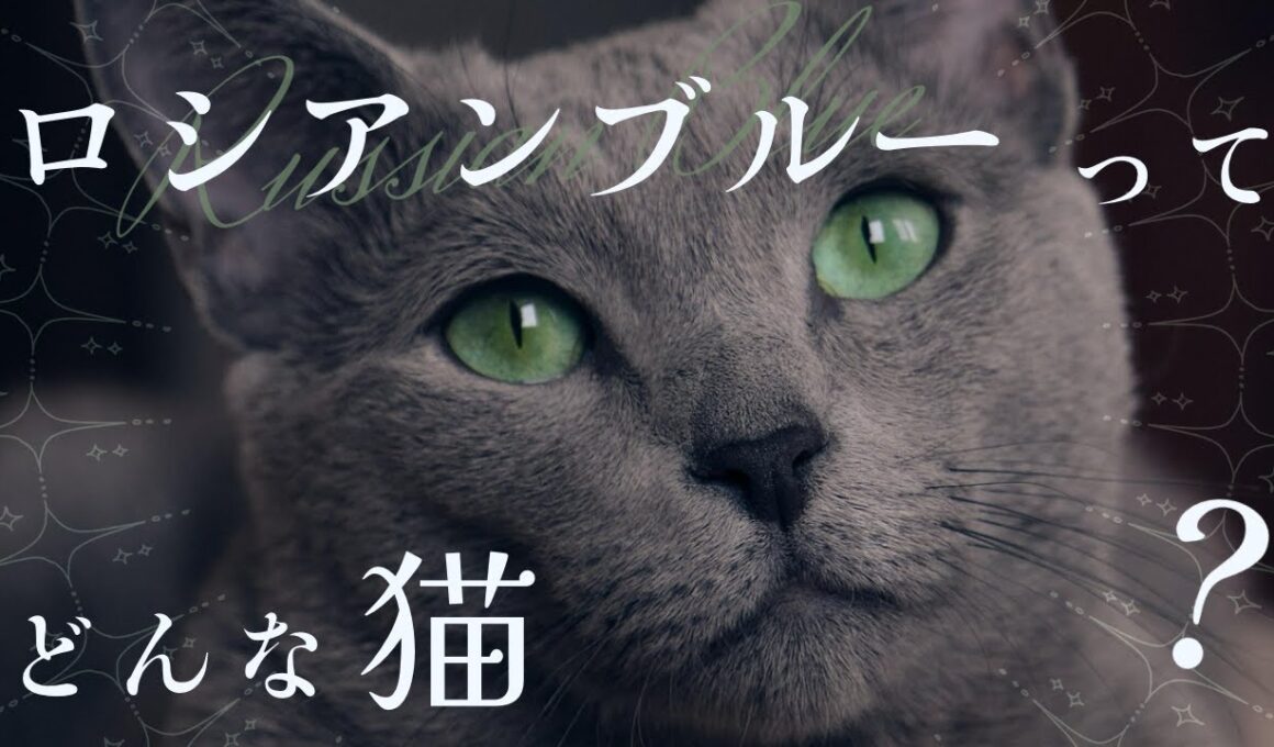 【ロシアンブルーについて】ペットリフォームのセラフ榎本