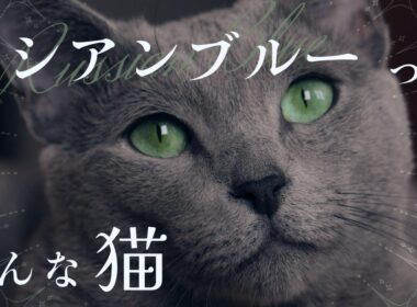 【ロシアンブルーについて】ペットリフォームのセラフ榎本