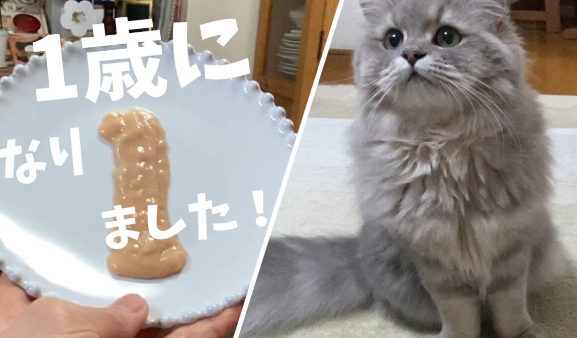 【ペルシャ猫】ニコは1歳になりました。お祝いと身体測定をしました！