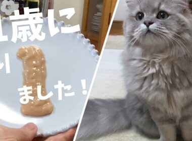 【ペルシャ猫】ニコは1歳になりました。お祝いと身体測定をしました！