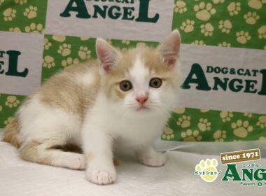 日本猫 2512064 【ペットショップエンゼル　子犬・子猫販売】