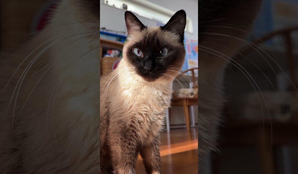 【2026.01.09】今日のシャム猫のふくさん【たぬき猫】 #shorts