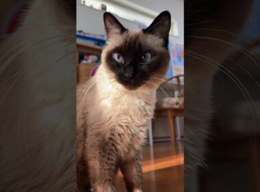 【2026.01.09】今日のシャム猫のふくさん【たぬき猫】 #shorts