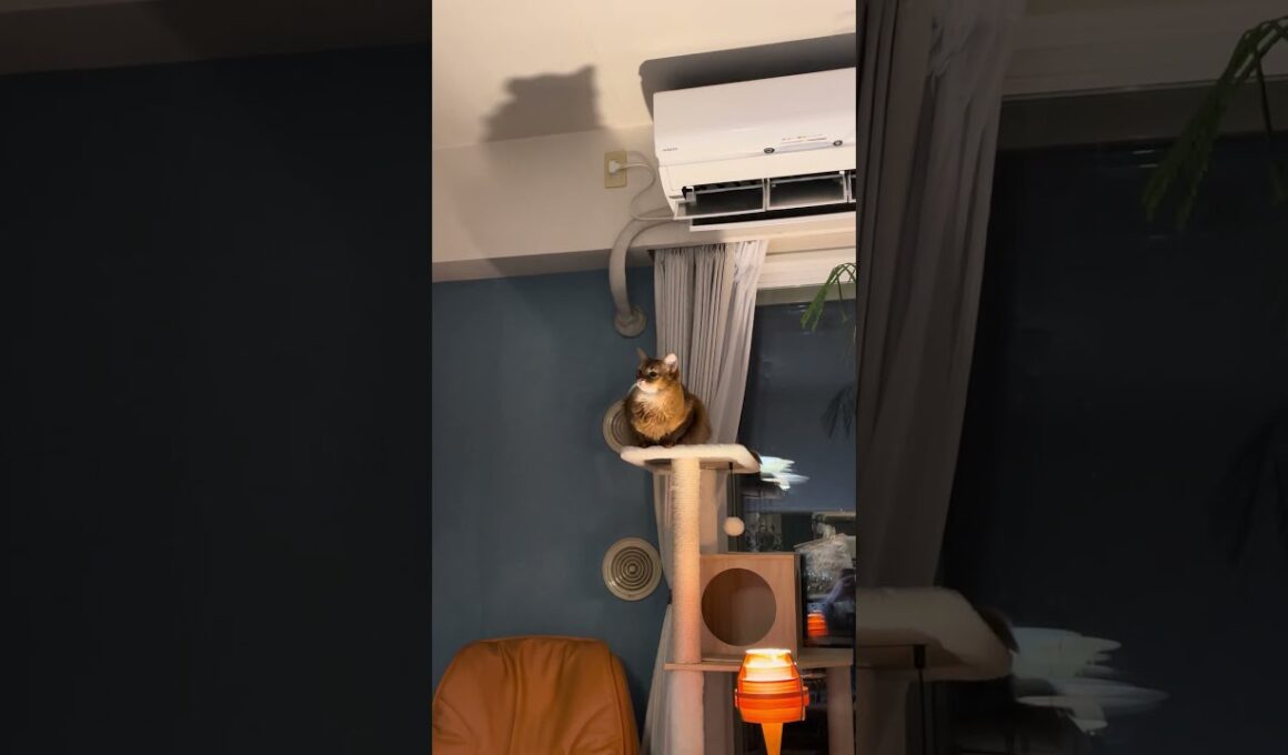 ちょっとホラーだにゃー🐈 #cat #ねこ #猫 #ネコ  #ソマリ #chat