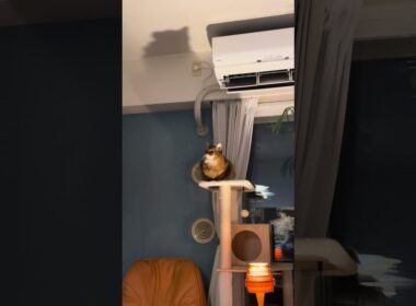 ちょっとホラーだにゃー🐈 #cat #ねこ #猫 #ネコ  #ソマリ #chat