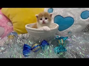 スコティッシュフォールド かわいい男の子 レッドタビー&ホワイト(ロング)