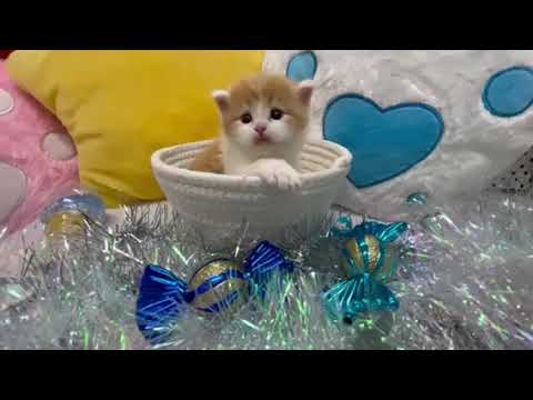 スコティッシュフォールド かわいい男の子 レッドタビー&ホワイト(ロング)