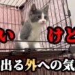 ビビり子猫…外で遊びたい気持ちを抑えきれなくなってしまう