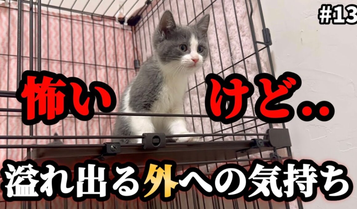 ビビり子猫…外で遊びたい気持ちを抑えきれなくなってしまう