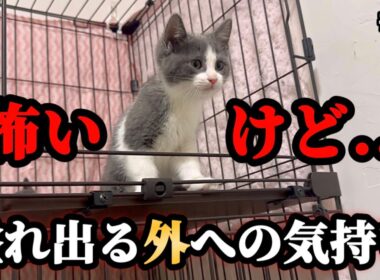 ビビり子猫…外で遊びたい気持ちを抑えきれなくなってしまう