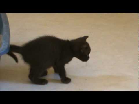 Havana Brown kittens #4 June 20, 2010