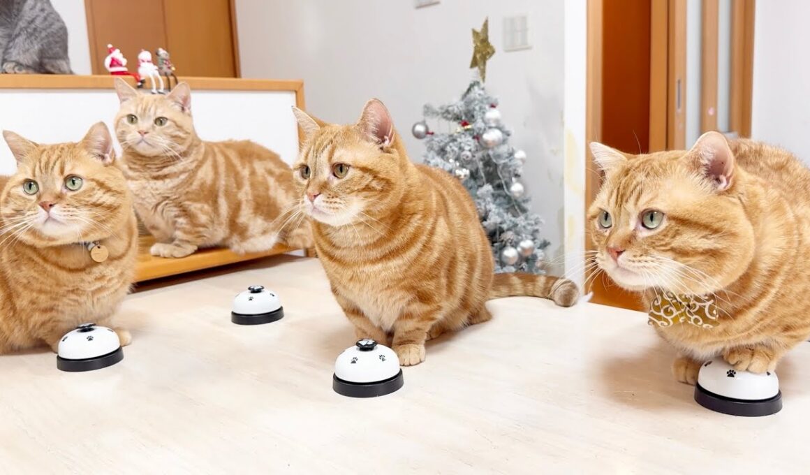 【毎年恒例】マンチカンカルテットによるクリスマス演奏会！