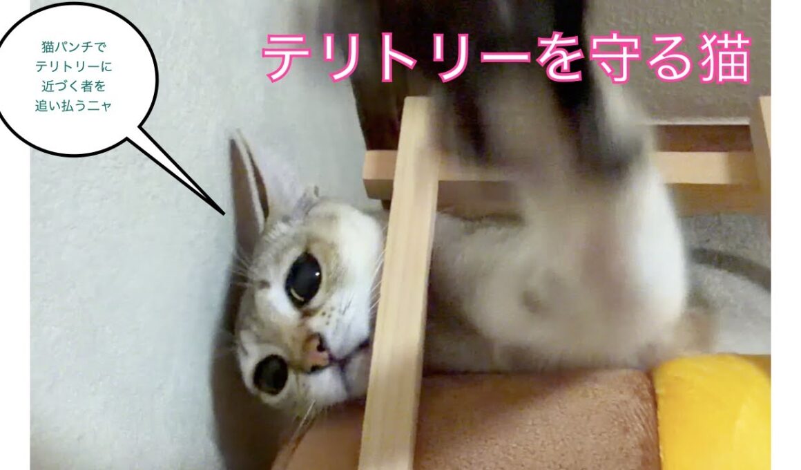 【シンガプーラ】テリトリーを守る猫　＃猫