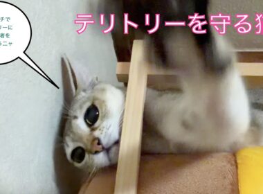 【シンガプーラ】テリトリーを守る猫　＃猫
