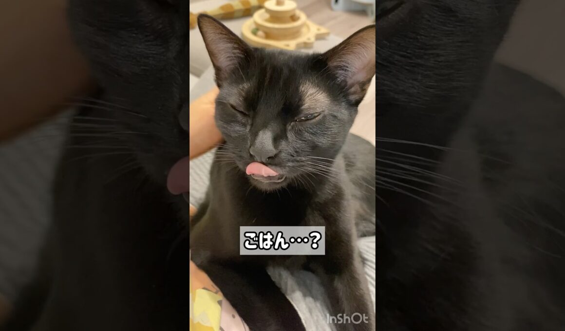 ねむねむ黒猫ボンベイ　#子猫 #cat #ねこ #ねこのいる生活 #ねこのいる暮らし #ねこ動画 #猫 #猫好きさんと繋がりたい #かわいい #癒やし #甘えん坊