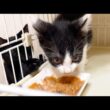 子猫のご飯をそっと取ろうとする姉猫