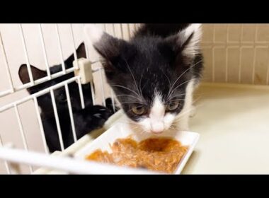 子猫のご飯をそっと取ろうとする姉猫