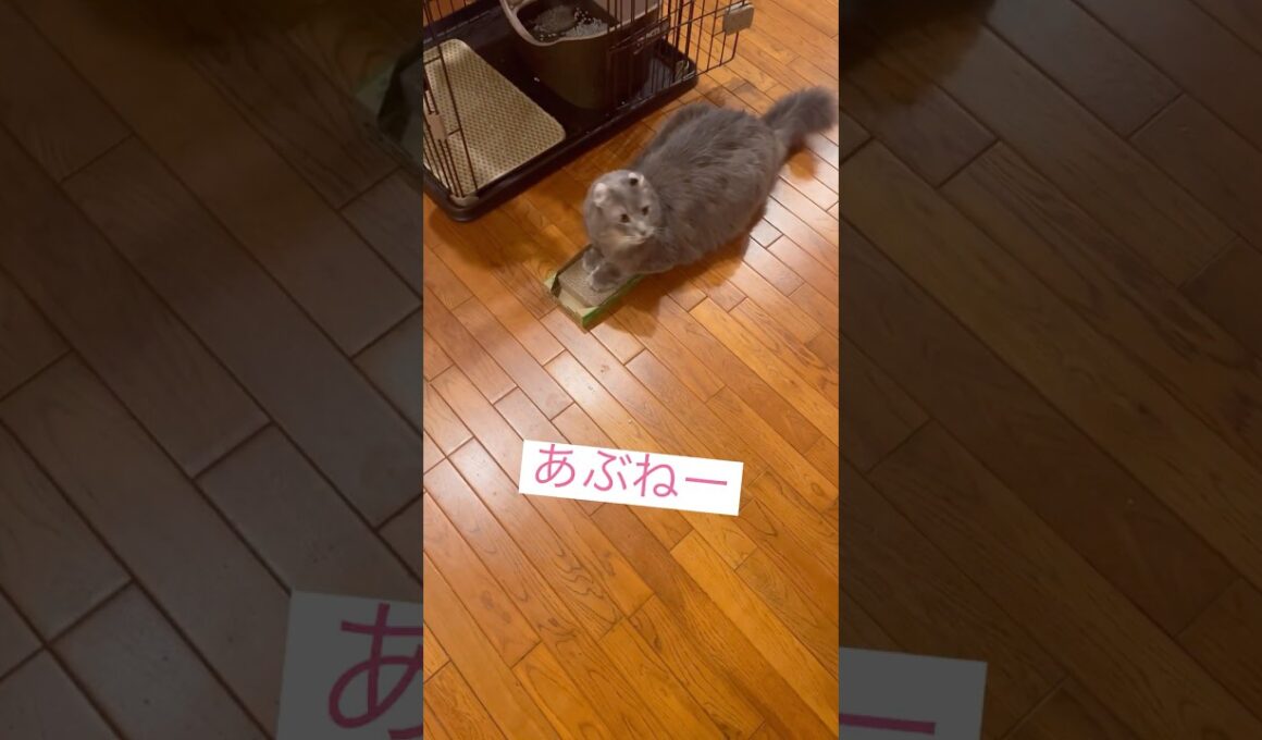 危なかったー #アメリカンカール #ねこ動画 #shortvideo