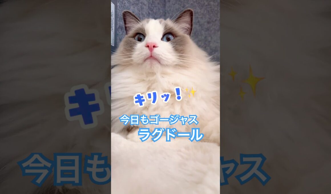 ラグドールは綺麗にゴージャスにね✨朝のグルーミング時間💕✨　#ラグドール #cat #猫のいる暮らし #猫好きさんと繋がりたい