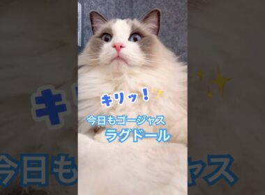 ラグドールは綺麗にゴージャスにね✨朝のグルーミング時間💕✨　#ラグドール #cat #猫のいる暮らし #猫好きさんと繋がりたい