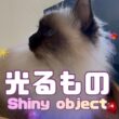 バーマン猫ウリ【光るもの】Shiny object（バーマン猫）Birman/Cat